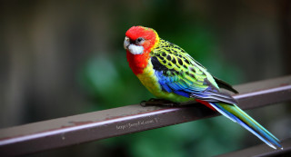 Colorful bird metal rail outside - outside free wallpaper