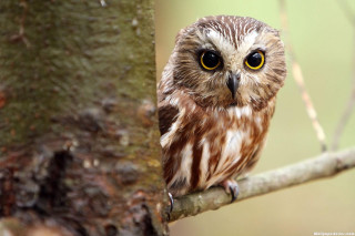 Small owl yellow eyes tree - owl free wallpaper