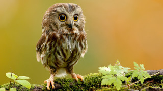 Small owl mossy branch big - a small owl free wallpaper