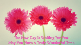 Pink flower bouquet morning celebration - morning free wallpaper