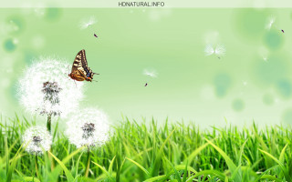 Butterfly dandelion grass field blue - elaine hamilton free wallpaper