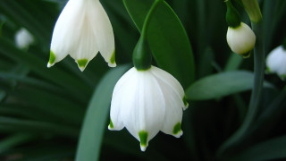 Close up white flower green 3 - the background and a blurry background behind free wallpaper