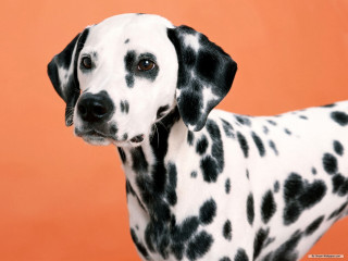 Dalmatian dog black spots red - black spot free wallpaper