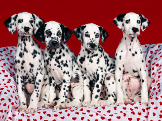 Dalmatian puppies blanket hearts group - pointillism free wallpaper