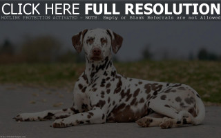 Dalmatian dog laying ground click - a dalmatian dog free wallpaper