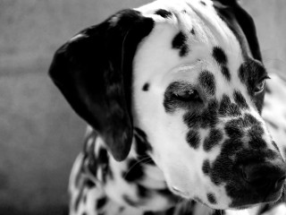 Dalmatian dog sad face looking - a dalmatian dog free wallpaper