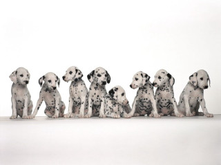 Dalmatian puppies sitting row white - pointillism free wallpaper