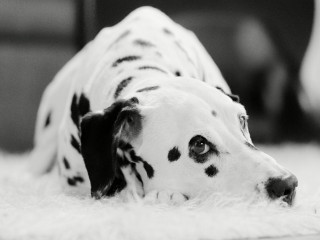 Dalmatian dog white rug sad - pointillism free wallpaper
