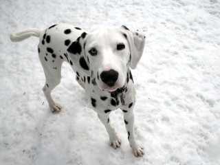 Dalmatian dog snow sad look - a dalmatian dog free wallpaper