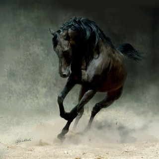 Horse running dust front legs - altoon sultan free wallpaper for tablet