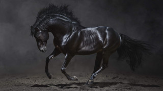 Black horse galloping dust figurative - its tail free wallpaper