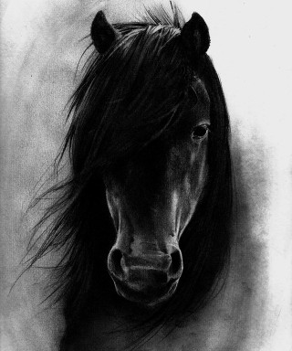 Black white horse head hair - shaded free wallpaper for mobile