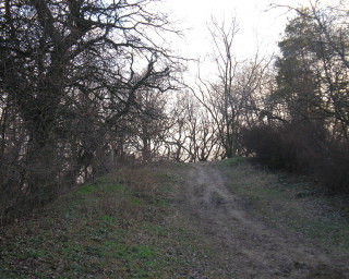 Dirt road woods trees trail - the hill free wallpaper