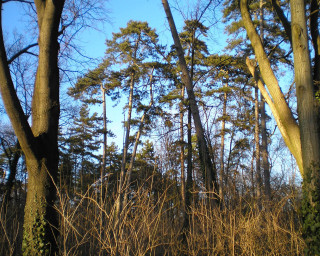 Forest tall trees blue sky - tall tree and grass free wallpaper