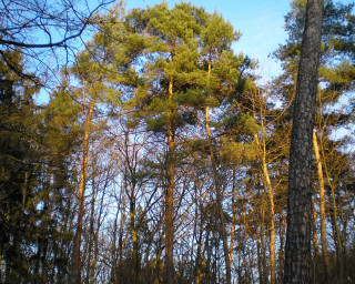 Forest tall trees blue sky 2 - tall tree free wallpaper