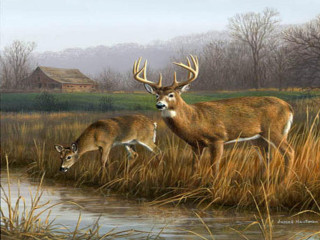 Deer marshy field house stream 2 - two deer free wallpaper