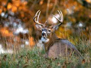 Deer laying grass antlers looking - a deer free wallpaper