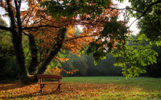 Bench park leaves ground trees - ferenc joachim free wallpaper