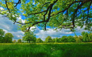 Green field trees clouds blue 2 - nature free wallpaper