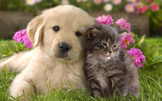 Puppy cat laying grass together 2 - the background and a dog free wallpaper