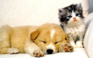 Kitten puppy couch together laying - a couch together free wallpaper