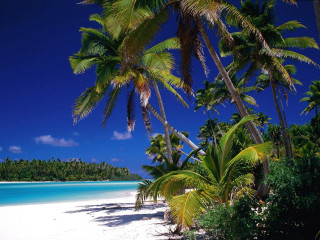 Beach palm trees blue sky 23 - a blue ocean free wallpaper