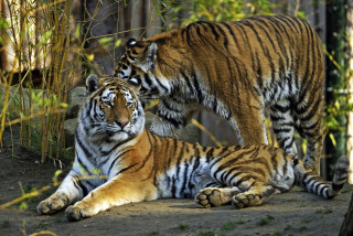 Two tigers laying down in - two tiger free wallpaper