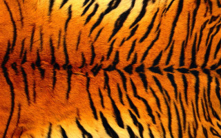 Tiger fur black stripe yellow - black stripe free wallpaper