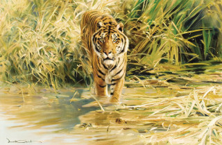 Tiger walking water grass bushes - oil painting free wallpaper