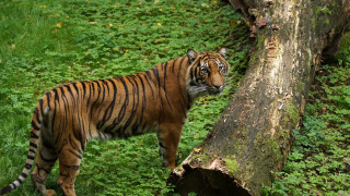 Tiger tree field grass weeds - a tiger free wallpaper