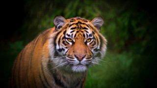 Tiger walking grass dark night - the dark night time free wallpaper