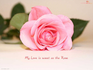 Pink rose message on it - my love free wallpaper