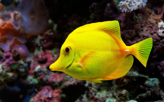 Yellow fish swimming coral reef - coral free wallpaper
