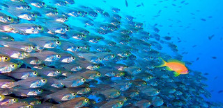 School of fish swimming in 3 - incoherent free wallpaper