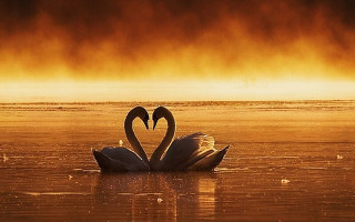 Swans floating water sunset light - romantic free wallpaper