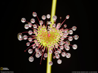 Flower closeup macro yellow stem - stem free wallpaper