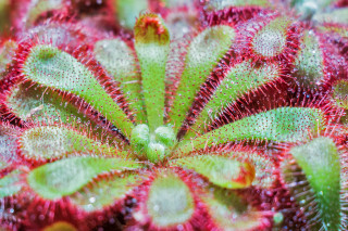 Red green water droplets macro - plant free wallpaper
