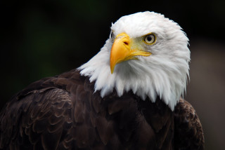 Bald eagle yellow beak white 3 - black wing free wallpaper