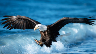 Bald eagle flying ocean wave - americo makk free wallpaper