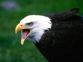 Bald eagle open mouth green 2 - bald free wallpaper