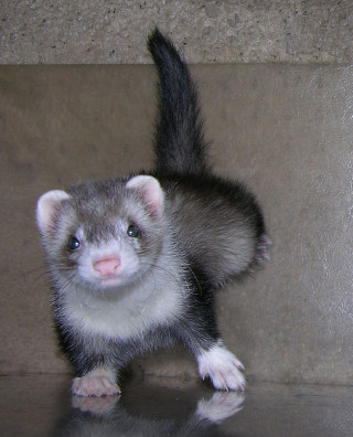 Ferret shiny surface front paws - a shiny surface free wallpaper