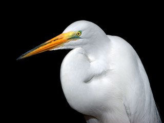 White bird yellow beak black - upper free wallpaper