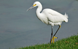 White bird grassy hill water - a long beak free wallpaper