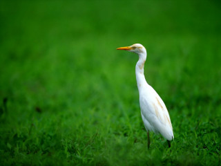 White bird grass yellow beak - long leg free wallpaper