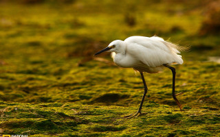 White bird mossy ground microscopic - a small bird free wallpaper