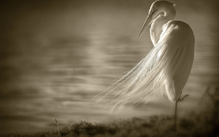 White bird long tail beach - its beak free wallpaper
