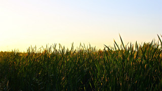 Bird flying lush green field - de hirsh margule free wallpaper