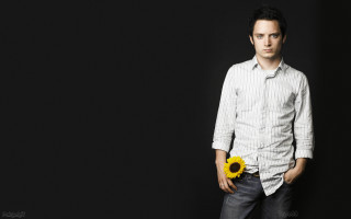 Man sunflower black background anthony - a sunflower free wallpaper