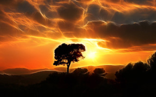 Tree silhouette sunset sky clouds - atmospheric lighting free wallpaper