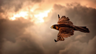Bird flying cloudy sky sun 2 - egyptian art free wallpaper